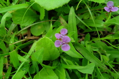 Murdannia spirata